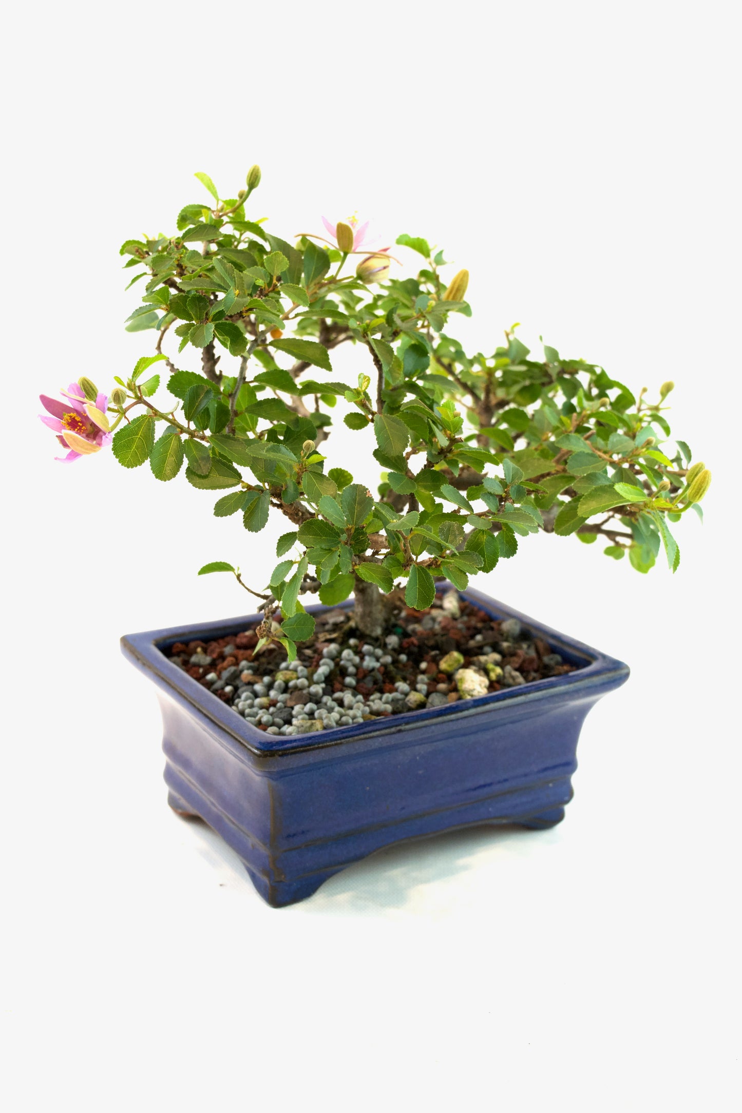 Grewia Lavender Star Bonsai Tree in 6" Pot - One of a Kind Bonsai