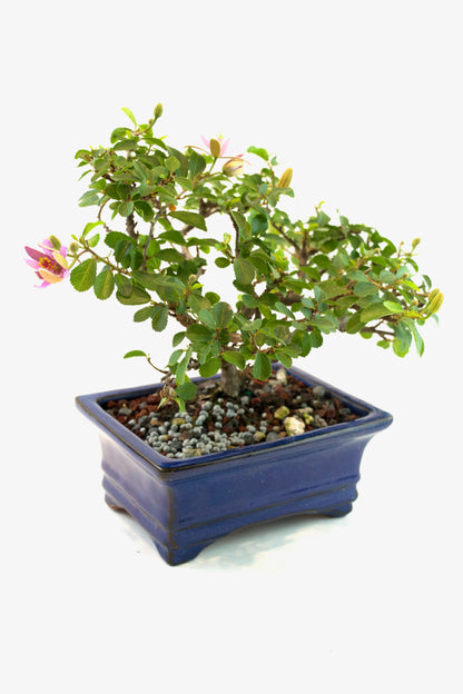 Grewia Lavender Star Bonsai Tree in 6" Pot - One of a Kind Bonsai