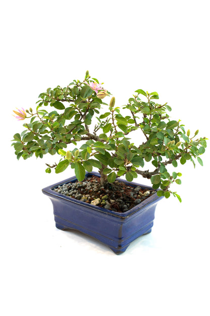 Grewia Lavender Star Bonsai Tree in 6" Pot - One of a Kind Bonsai