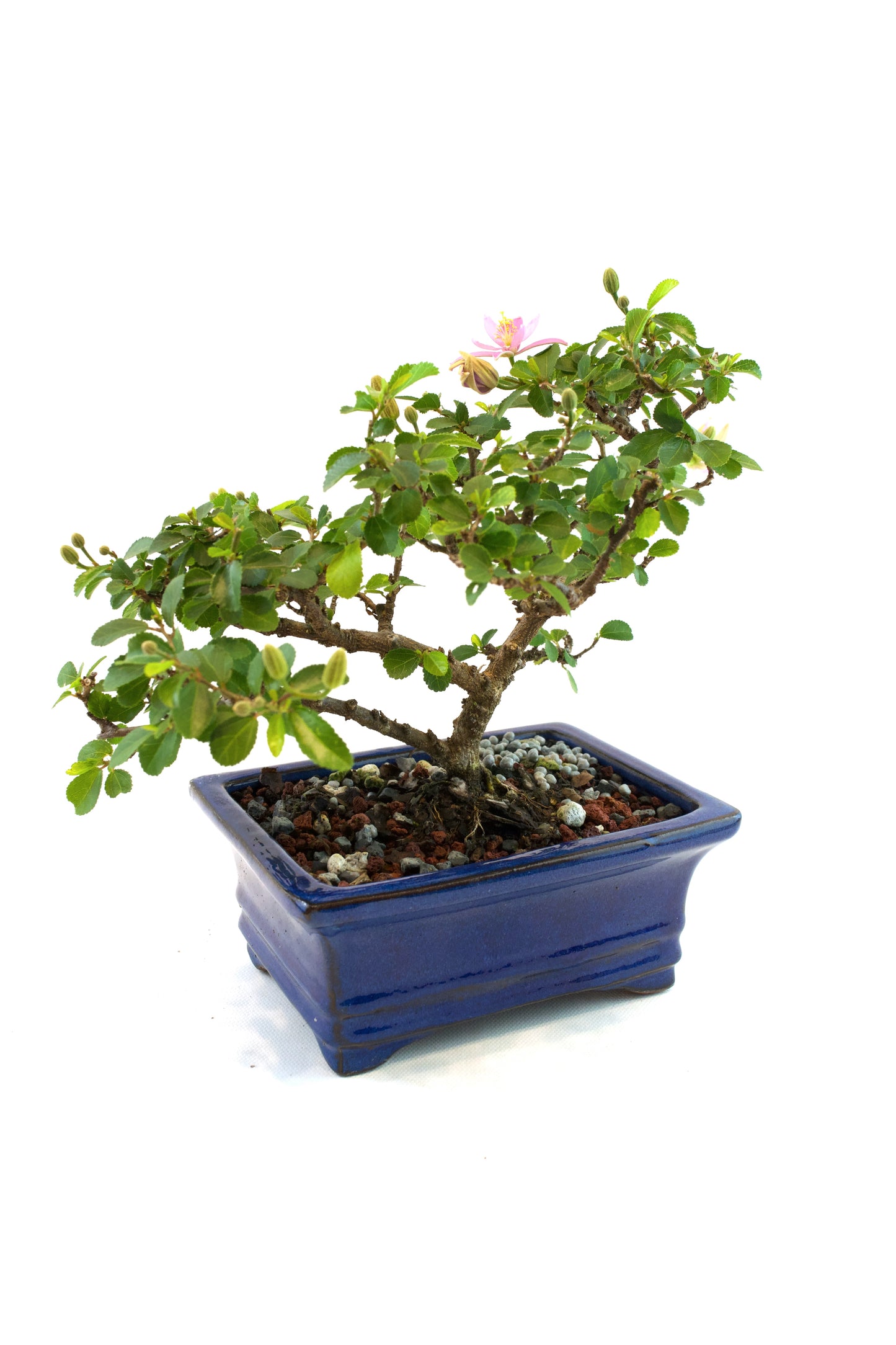 Grewia Lavender Star Bonsai Tree in 6" Pot - One of a Kind Bonsai