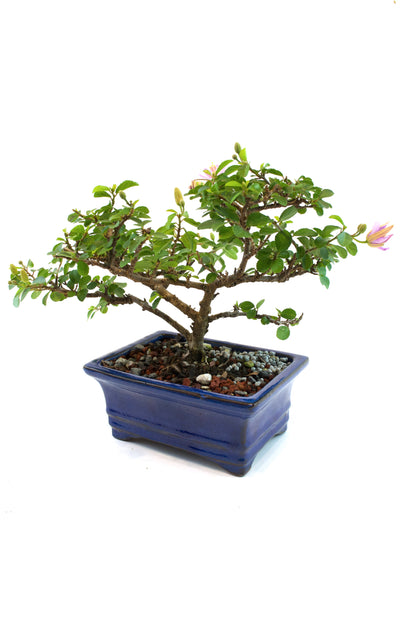 Grewia Lavender Star Bonsai Tree in 6" Pot - One of a Kind Bonsai
