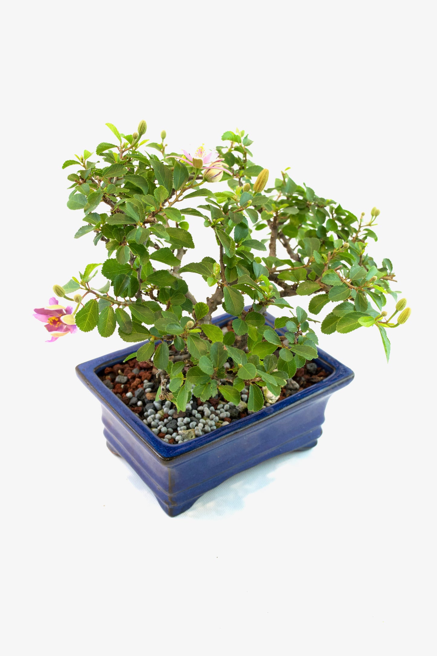 Grewia Lavender Star Bonsai Tree in 6" Pot - One of a Kind Bonsai