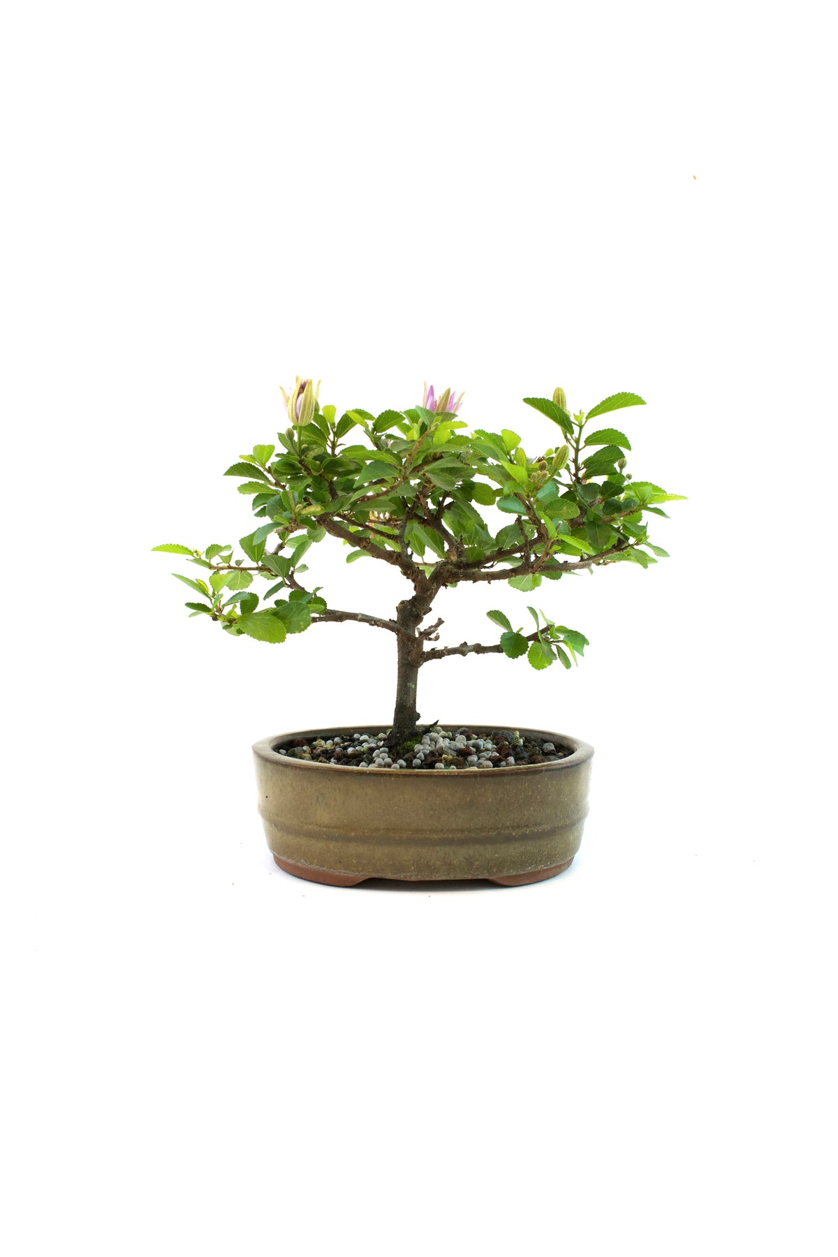 Grewia Lavender Star Bonsai Tree in 5" Pot - Similar Bonsai