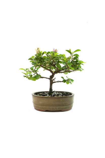 Grewia Lavender Star Bonsai Tree in 5" Pot - Similar Bonsai