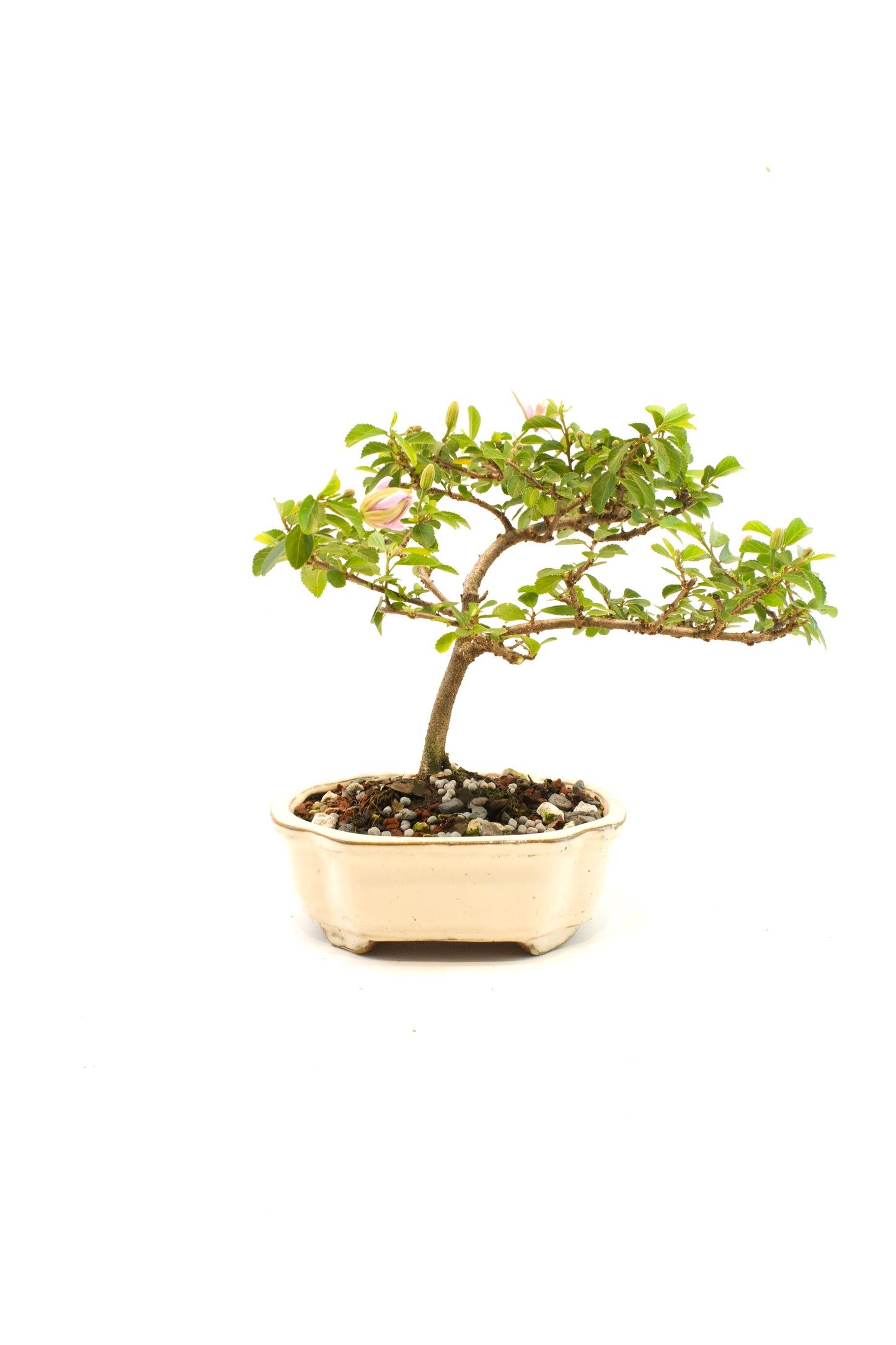 Grewia Lavender Star Bonsai Tree in 6" Pot - One of a Kind Bonsai