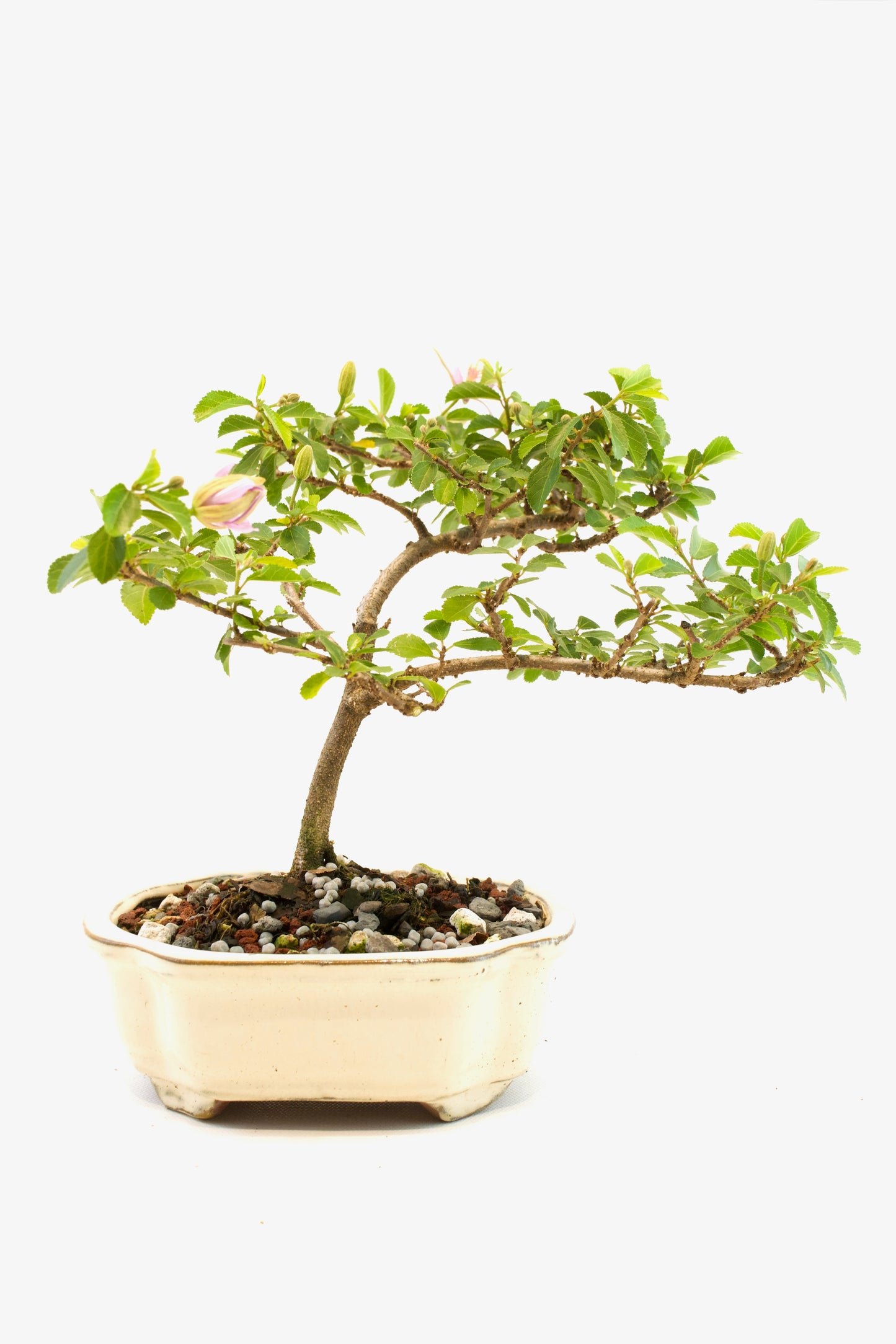 Grewia Lavender Star Bonsai Tree in 6" Pot - One of a Kind Bonsai