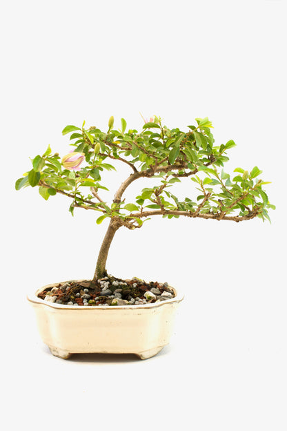 Grewia Lavender Star Bonsai Tree in 6" Pot - One of a Kind Bonsai