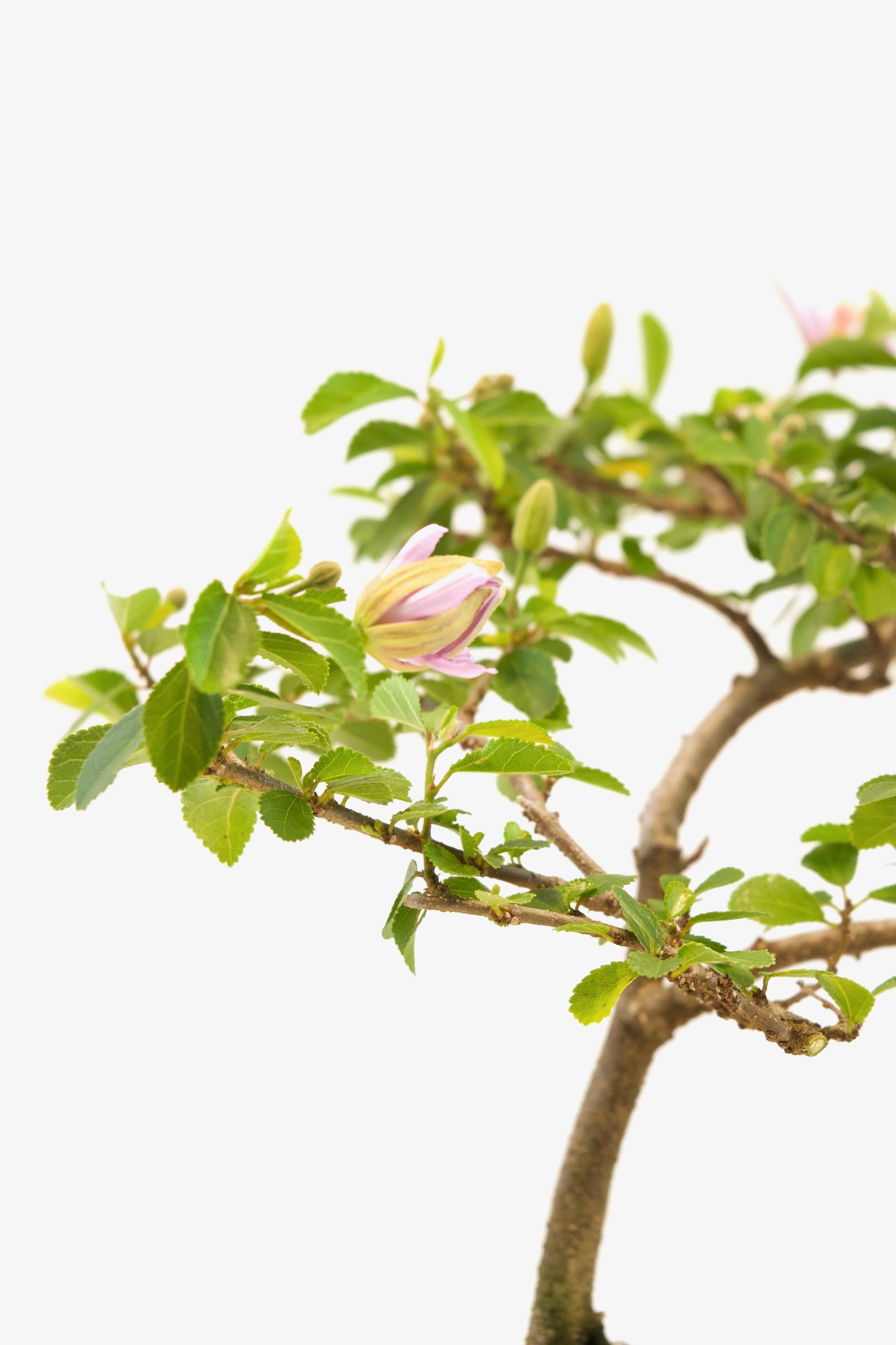 Grewia Lavender Star Bonsai Tree in 6" Pot - One of a Kind Bonsai