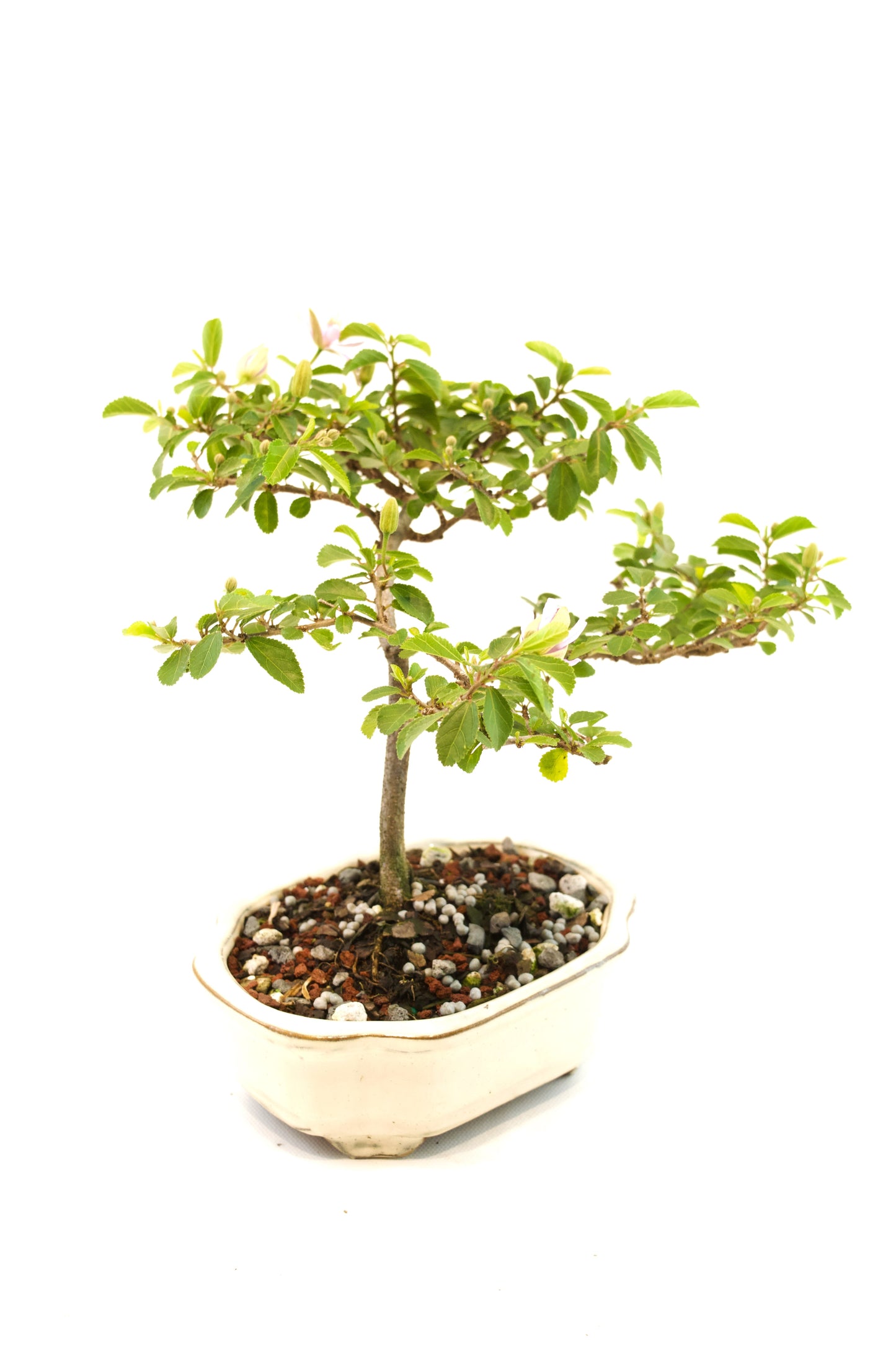 Grewia Lavender Star Bonsai Tree in 6" Pot - One of a Kind Bonsai