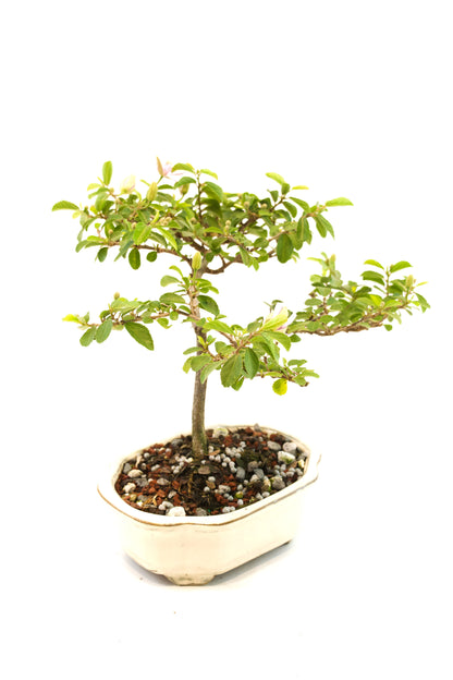 Grewia Lavender Star Bonsai Tree in 6" Pot - One of a Kind Bonsai