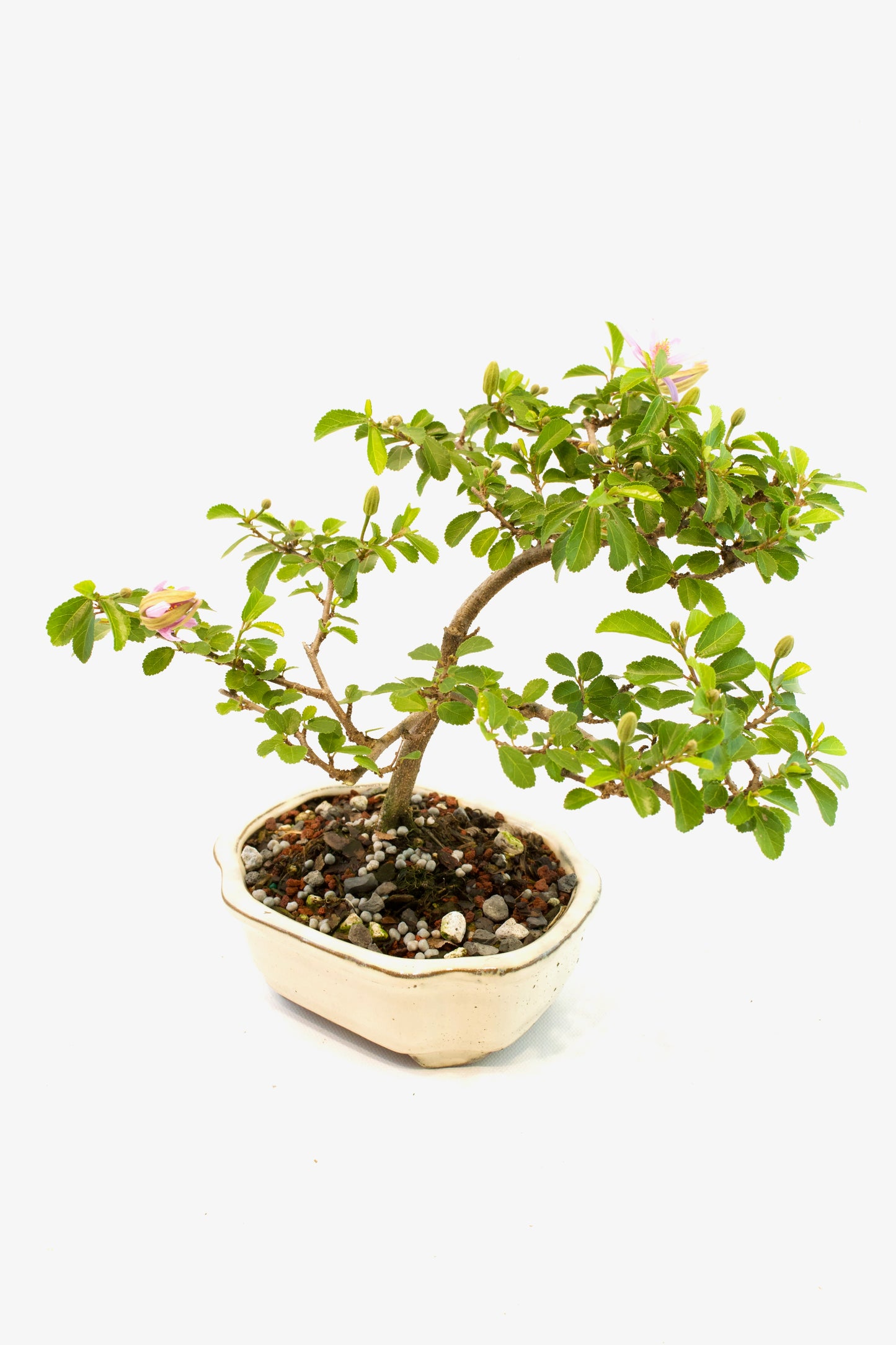 Grewia Lavender Star Bonsai Tree in 6" Pot - One of a Kind Bonsai