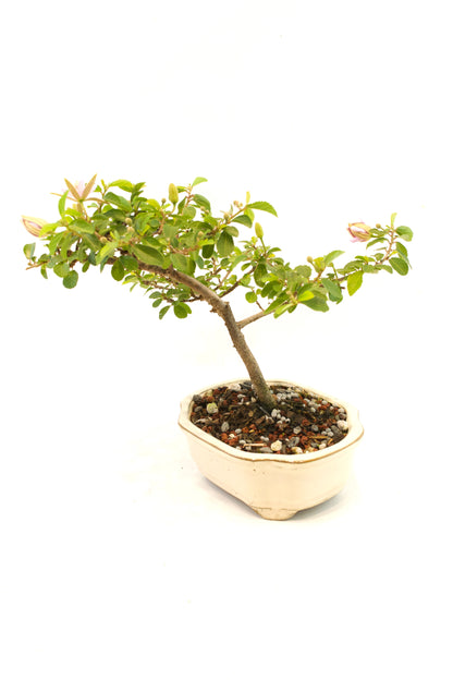 Grewia Lavender Star Bonsai Tree in 6" Pot - One of a Kind Bonsai
