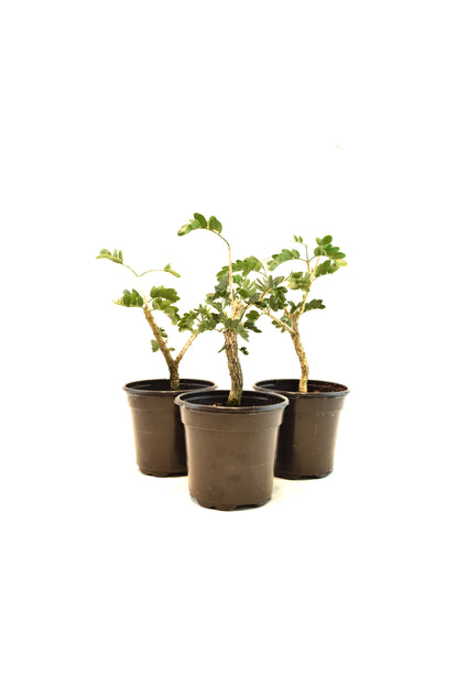 Lignum Vitae  in 4" Pot - Pre Bonsai