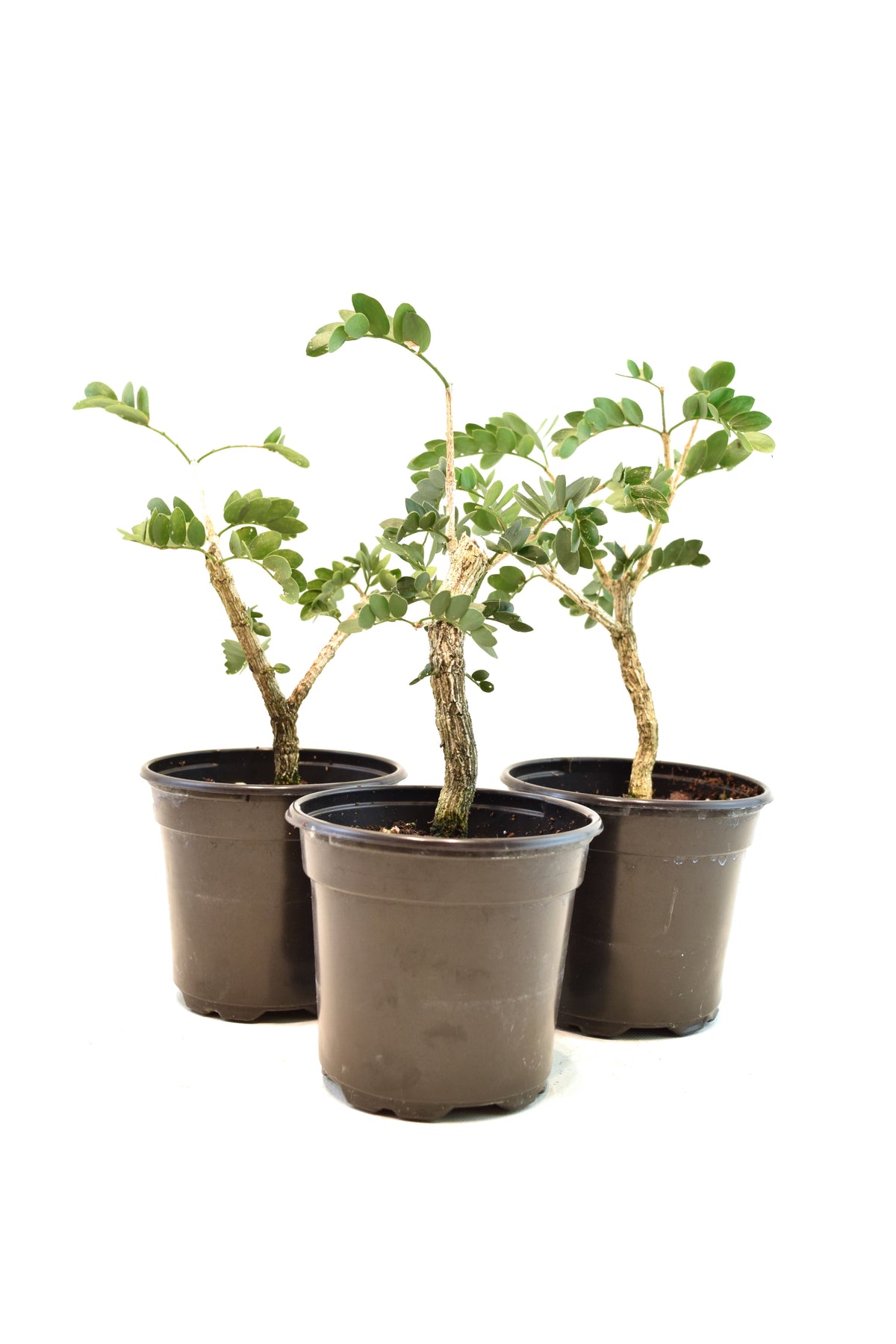 Lignum Vitae  in 4" Pot - Pre Bonsai