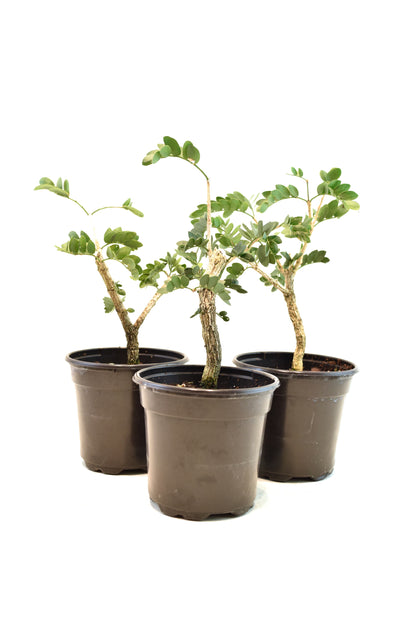 Lignum Vitae  in 4" Pot - Pre Bonsai