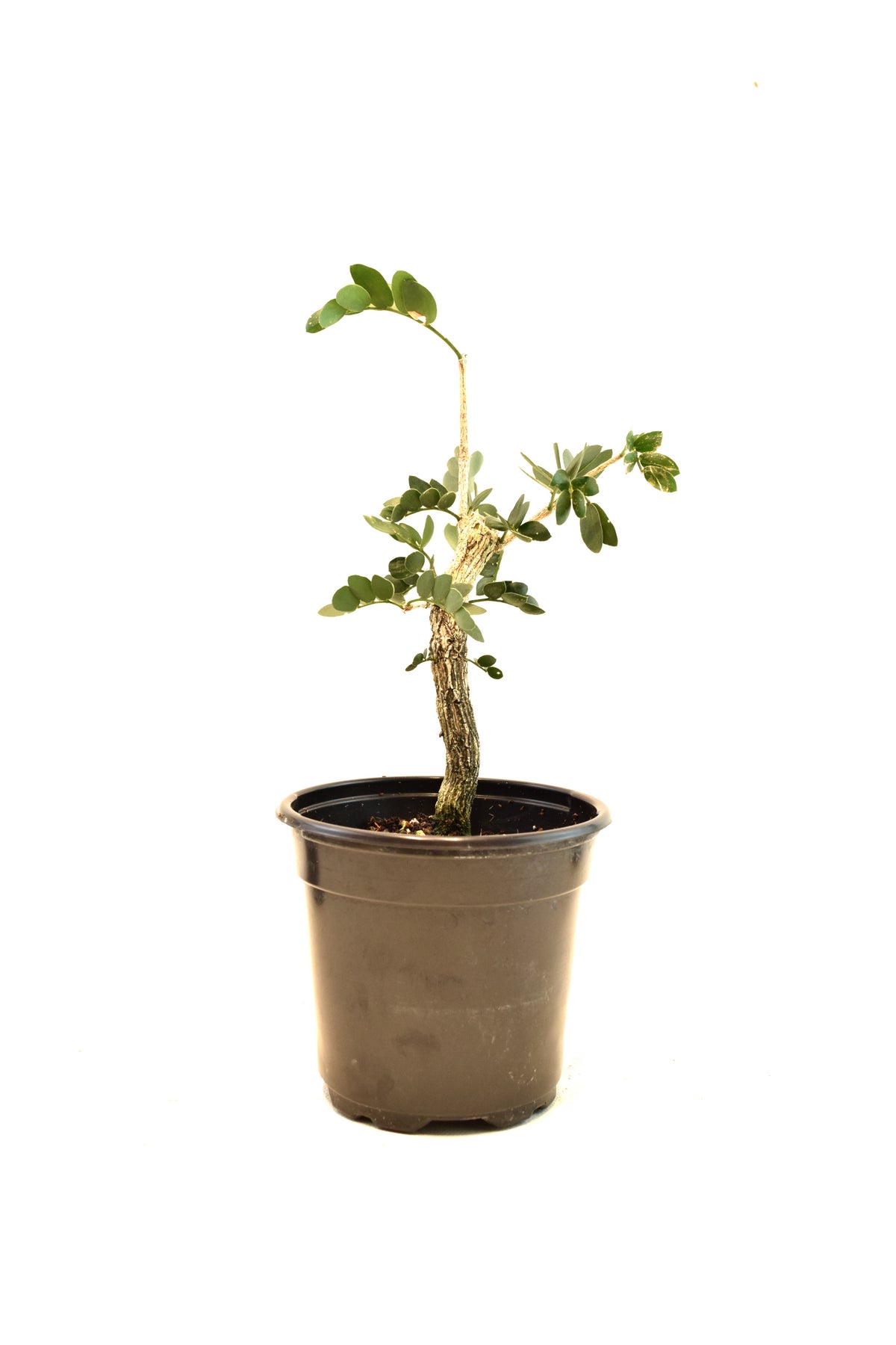 Lignum Vitae  in 4" Pot - Pre Bonsai