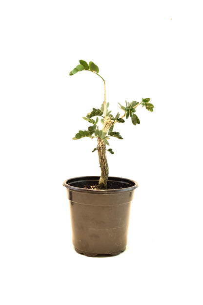 Lignum Vitae  in 4" Pot - Pre Bonsai