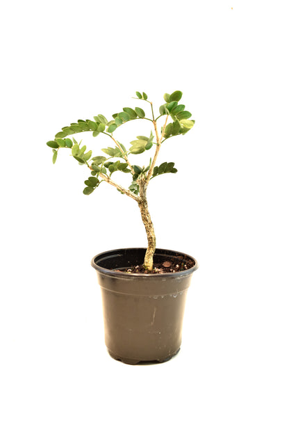Lignum Vitae  in 4" Pot - Pre Bonsai
