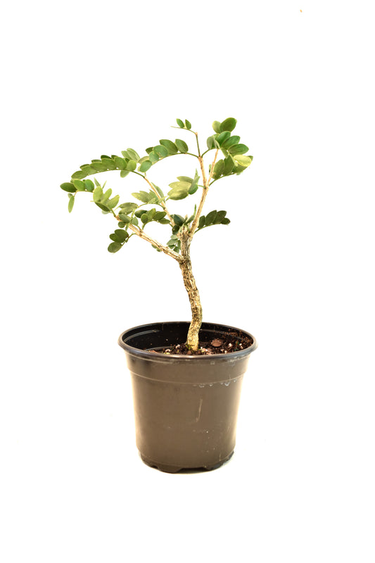 Lignum Vitae  in 4" Pot - Pre Bonsai
