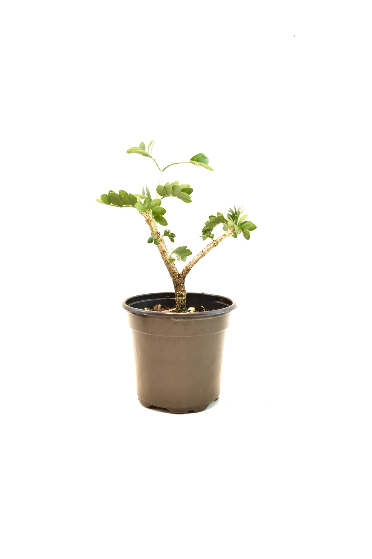 Lignum Vitae  in 4" Pot - Pre Bonsai