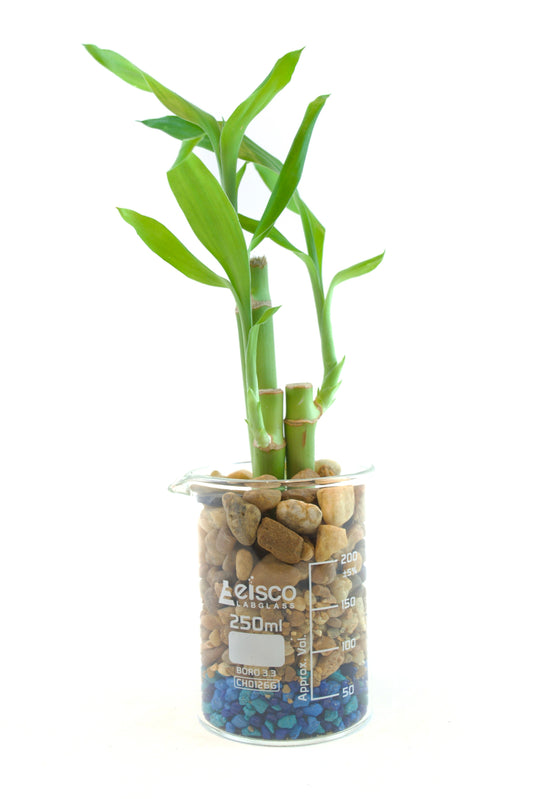 Bamboo plant in a clear container with pebbles and water on a white background