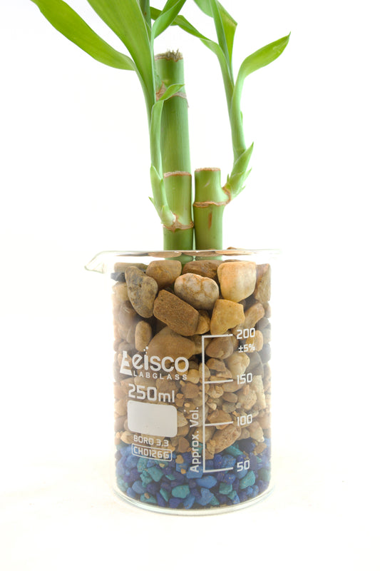 Bamboo plant in a beakers with pebbles on a white background