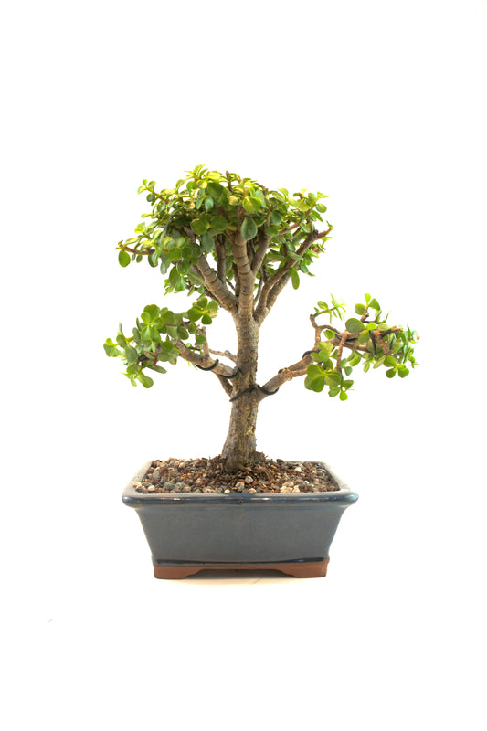 Bonsai tree in a pot on a white background