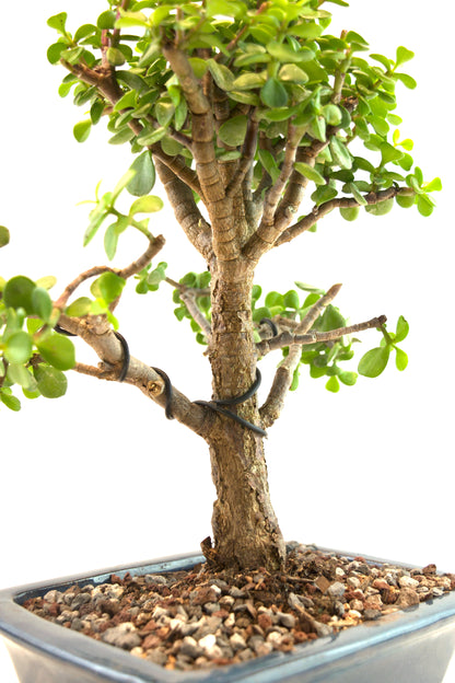 Mini Green Jade White Ceramic 8" Pot - One of a Kind Bonsai