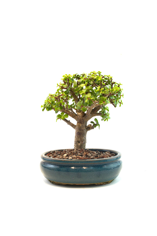 Mini Green Jade Mint Green Ceramic 8" Pot - One of a Kind Bonsai