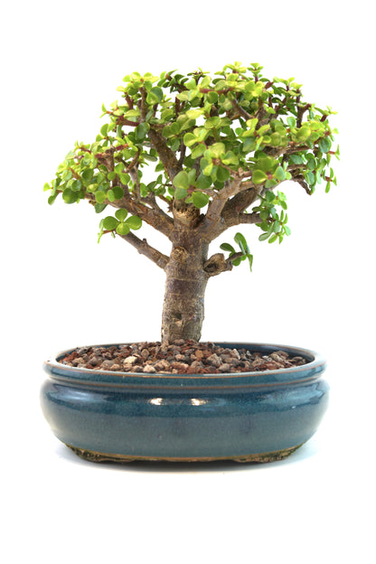 Mini Green Jade Mint Green Ceramic 8" Pot - One of a Kind Bonsai