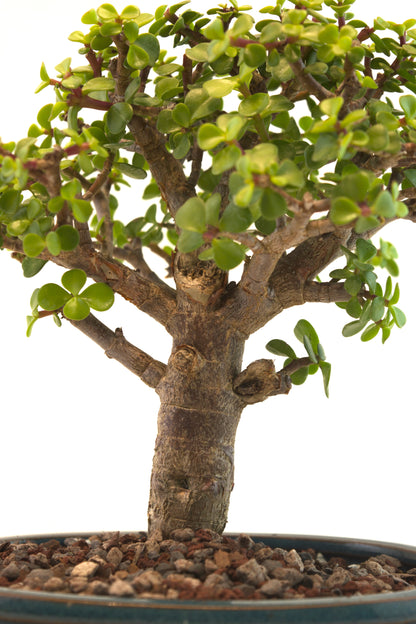 Mini Green Jade Mint Green Ceramic 8" Pot - One of a Kind Bonsai