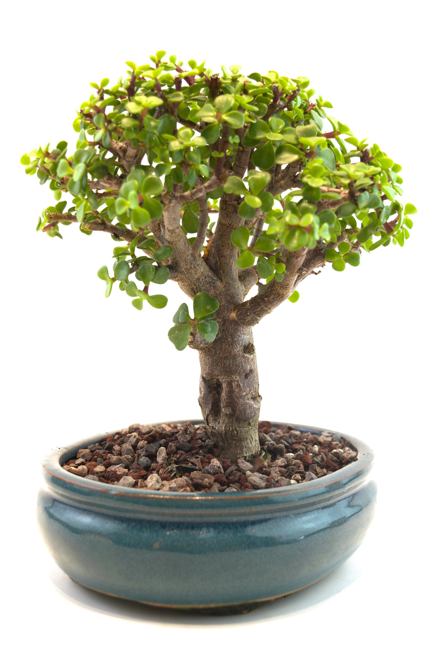 Mini Green Jade Mint Green Ceramic 8" Pot - One of a Kind Bonsai