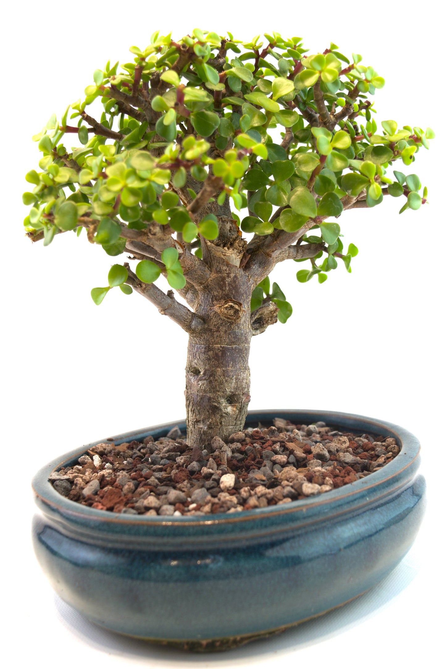 Mini Green Jade Mint Green Ceramic 8" Pot - One of a Kind Bonsai