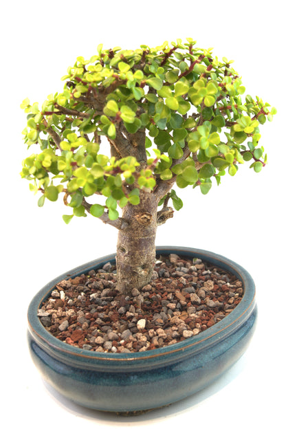 Mini Green Jade Mint Green Ceramic 8" Pot - One of a Kind Bonsai