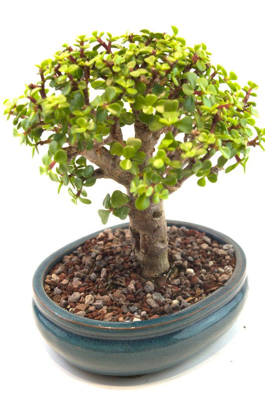 Mini Green Jade Mint Green Ceramic 8" Pot - One of a Kind Bonsai