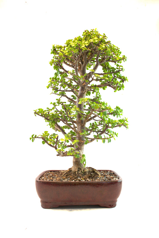 Bonsai tree in a pot on a white background