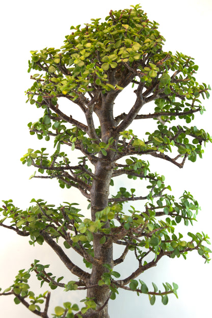 Mini Green Jade White Ceramic 10" Pot - One of a Kind Bonsai