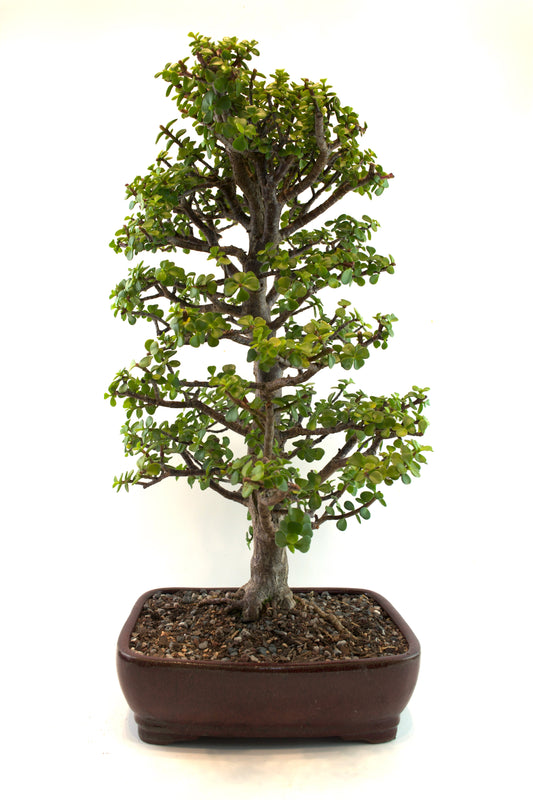 Mini Green Jade White Ceramic 10" Pot - One of a Kind Bonsai