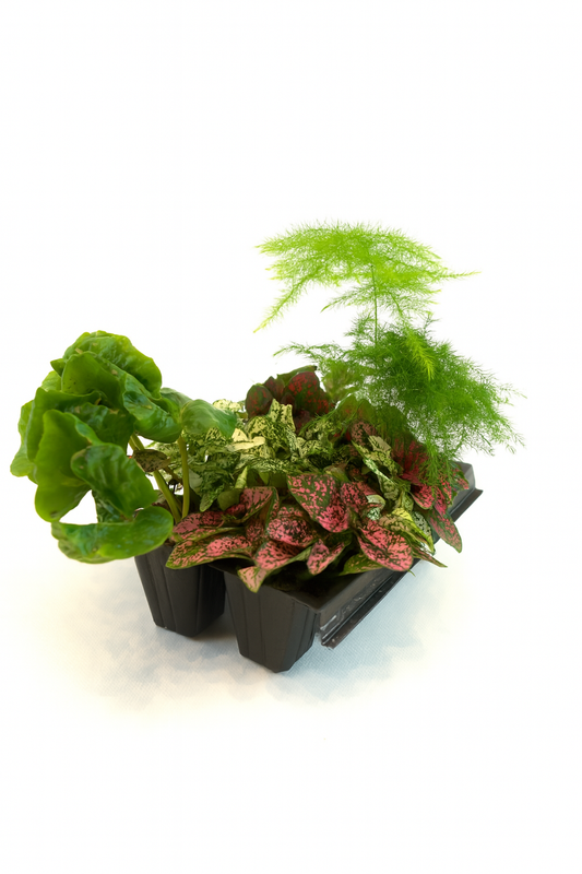 Mini Terrarium Plants – 6 or 9 cells Live Plants