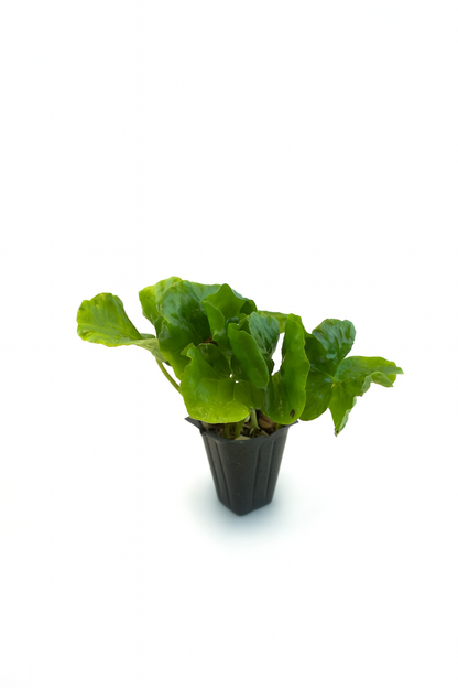 Mini Terrarium Plants – 6 or 9 cells Live Plants