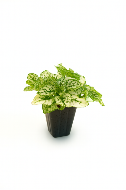 Mini Terrarium Plants – 6 or 9 cells Live Plants