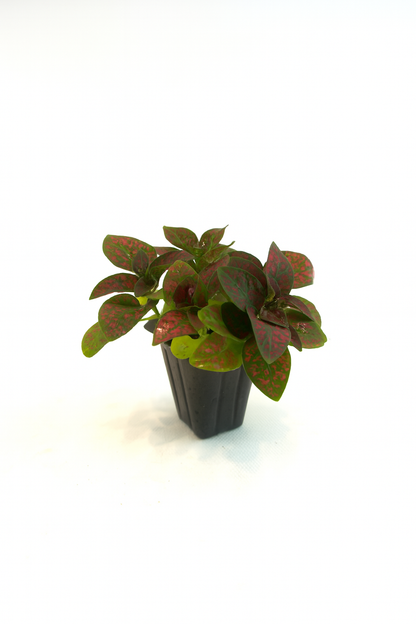 Mini Terrarium Plants – 6 or 9 cells Live Plants