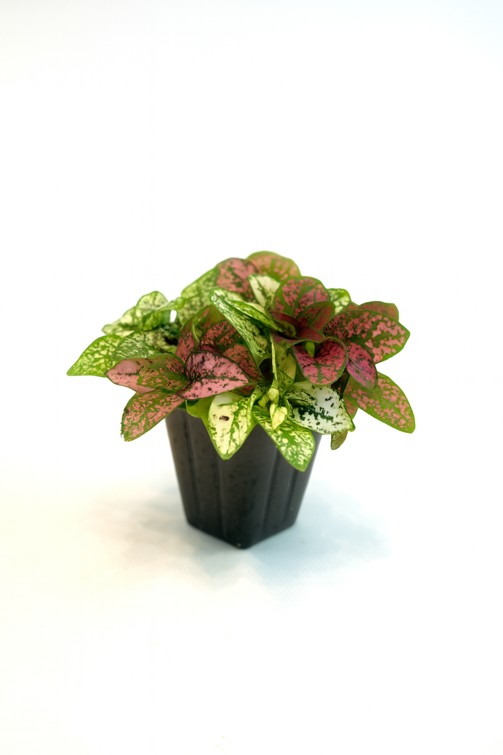 Mini Terrarium Plants – 6 or 9 cells Live Plants