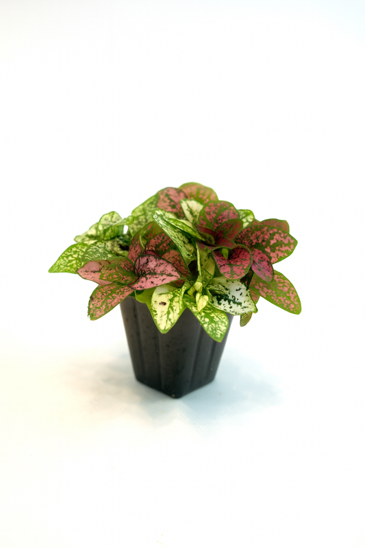 Mini Terrarium Plants – 6 or 9 cells Live Plants