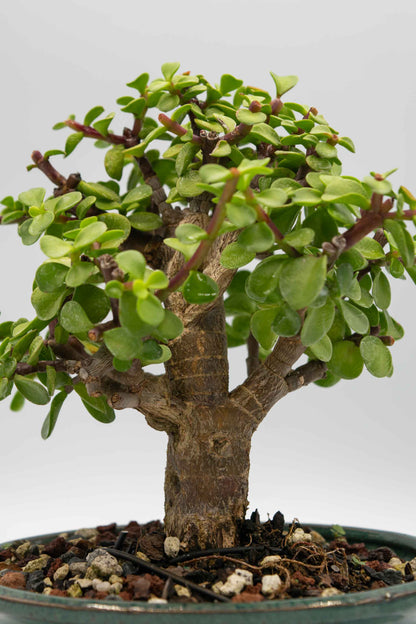 Bonsai tree in a pot with a plain background