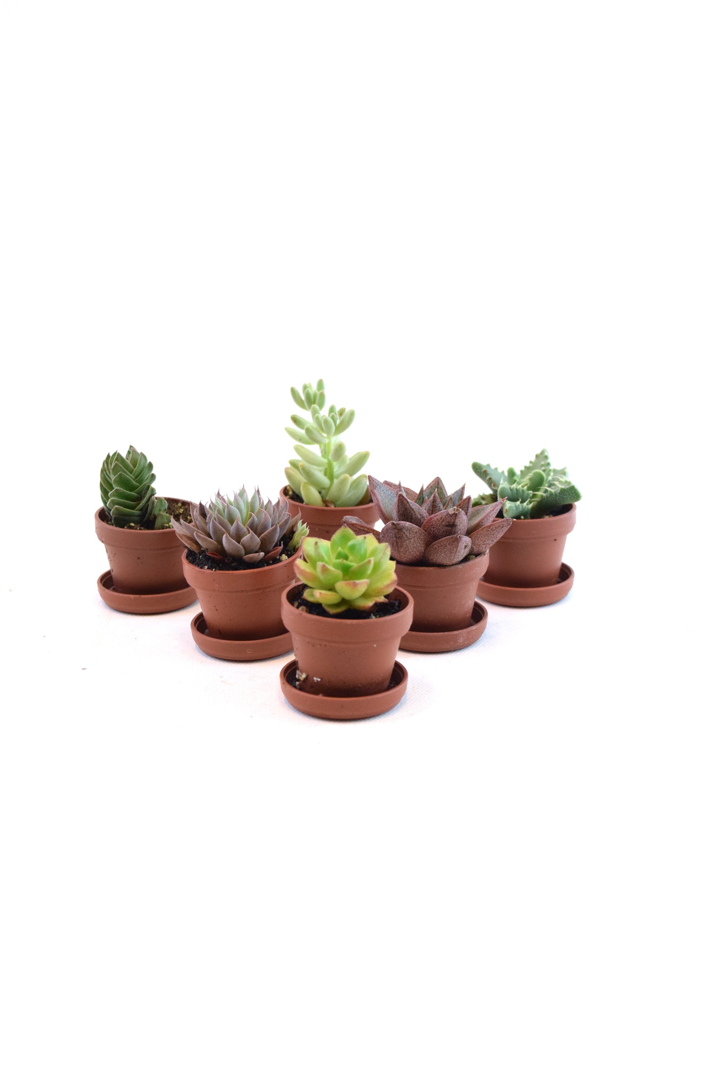 Miniature Succulent Plants 1.5" Pot