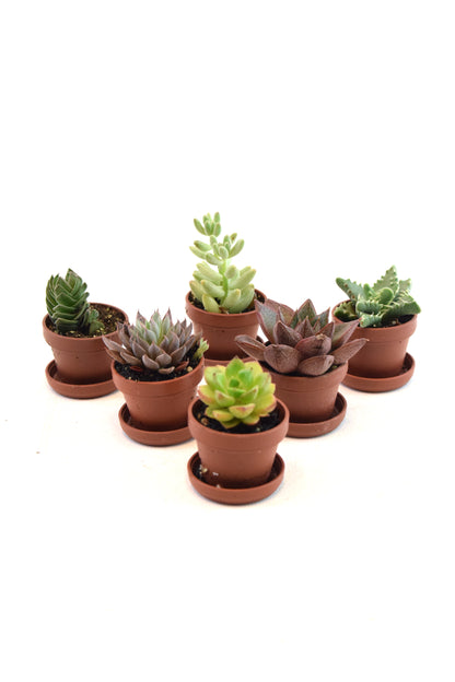 Miniature Succulent Plants 1.5" Pot
