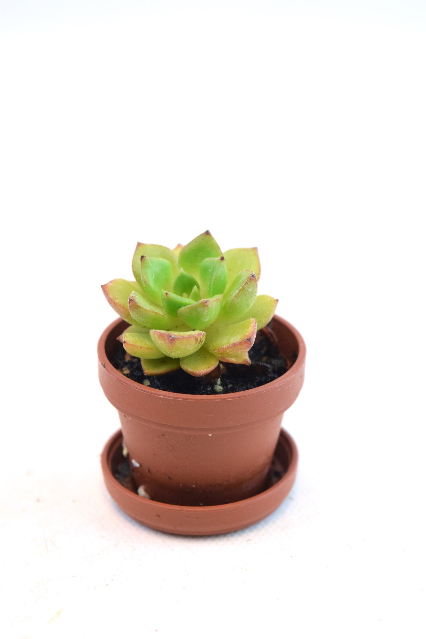 Miniature Succulent Plants 1.5" Pot