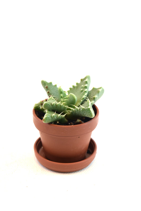 Miniature Succulent Plants 1.5" Pot