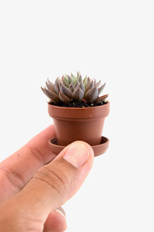 Miniature Succulent Plants 1.5" Pot